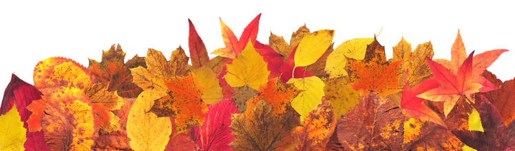 Maple Autumn Leaves